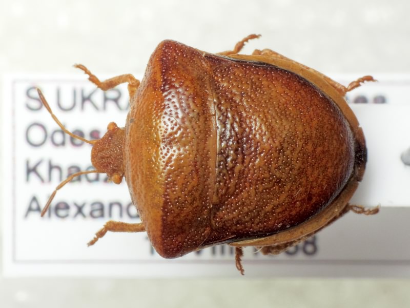 Ventocoris trigonus (Krynicki, 1871)